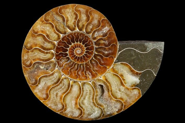 Agatized Ammonite Fossil (Half) - Madagascar #135239